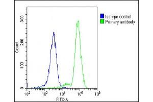 Overlay histogram showing K562 cells stained with (ABIN653968 and ABIN2843918)(green line). (POTEE Antikörper  (AA 380-409))
