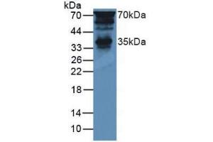 Western blot analysis of Mouse Brain Tissue. (PTF1A Antikörper  (AA 177-328))