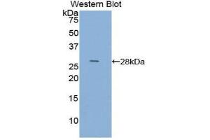 Western Blotting (WB) image for anti-Actin, Alpha, Cardiac Muscle 1 (ACTC1) (AA 156-368) antibody (ABIN1077733)