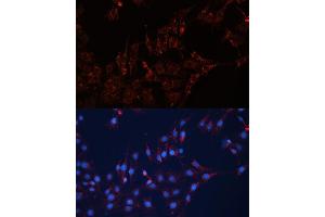 Immunofluorescence analysis of C6 cells using GN Polyclonal Antibody (ABIN7267538) at dilution of 1:100 (40x lens). (GNAI2 Antikörper  (AA 1-355))