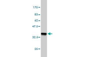 Western Blotting (WB) image for anti-Zinc finger protein ubi-d4 (DPF2) (AA 56-155) antibody (ABIN562628)