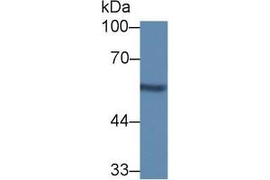 Western blot analysis of Rat Kidney lysate, using Mouse NUCB1 Antibody (1 µg/ml) and HRP-conjugated Goat Anti-Rabbit antibody (