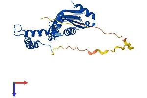 GCH1 Protein (AA 1-250) (His tag)