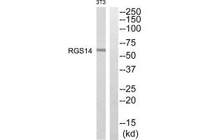 Western blot analysis of extracts from NIH/3T3 cells, using RGS14 antibody. (RGS14 Antikörper  (Internal Region))