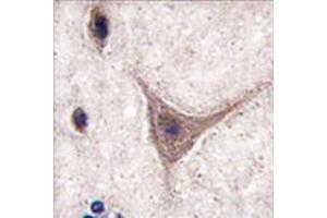 Image no. 2 for anti-Cadherin 10, Type 2 (T2-Cadherin) (CDH10) (C-Term) antibody (ABIN357003) (CDH10 Antikörper  (C-Term))