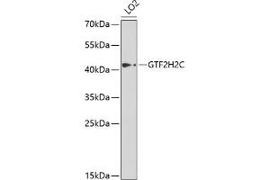 Western blot analysis of extracts of LO2 cells, using GTF2H2C antibody  at 1:1000 dilution. (GTF2H2C Antikörper  (AA 1-300))