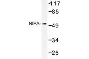 Western blot analysis of NIPA antibody in extracts from COS7 cells. (ZC3HC1 Antikörper)