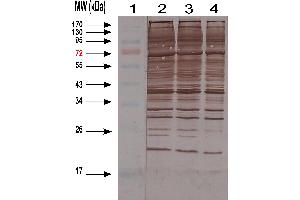 Western-blotting of HEK cell Lysate (HCP Antikörper)