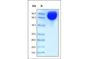 Human ICAM-1, Fc Tag on SDS-PAGE under reducing (R) condition. (ICAM1 Protein (AA 28-480) (Fc Tag))