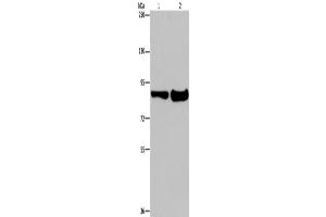 Western Blotting (WB) image for anti-Microtubule-Associated Protein, RP/EB Family, Member 3 (MAPRE3) antibody (ABIN2429975) (MAPRE3 Antikörper)