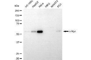 Western blotting analysis using c-Myc antibody (ABIN7799505). (c-MYC Antikörper)
