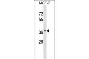 MRPL2 Antibody (C-term) (ABIN1536907 and ABIN2848905) western blot analysis in MCF-7 cell line lysates (35 μg/lane). (MRPL2 Antikörper  (C-Term))