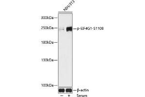 Western blot analysis of extracts of NIH/3T3 cells, using Phospho-EIF4G1-S1108 antibody (ABIN7267045) at 1:1000 dilution. (EIF4G1 Antikörper  (pSer1108))