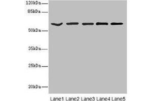 Western blot All lanes: ASIC3 antibody at 2. (ASIC3 Antikörper  (AA 62-320))