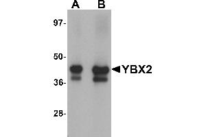 Western Blotting (WB) image for anti-Y Box Binding Protein 2 (YBX2) (C-Term) antibody (ABIN1030807) (YBX2 Antikörper  (C-Term))