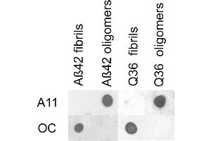 Dot blot analysis using Rabbit Anti-Amyloid Oligomers (A11) Polyclonal Antibody . (Amyloid Antikörper (Atto 594))