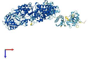 IARS Protein (AA 1-1262) (His tag)