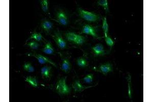 Anti-ATG3 mouse monoclonal antibody (ABIN2454895) immunofluorescent staining of COS7 cells transiently transfected by pCMV6-ENTRY ATG3 (RC203453). (ATG3 Antikörper)