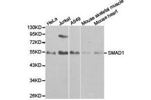 Western Blotting (WB) image for anti-SMAD, Mothers Against DPP Homolog 1 (SMAD1) antibody (ABIN1874850)