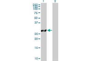 Western Blot analysis of TSSK6 expression in transfected 293T cell line by TSSK6 MaxPab polyclonal antibody. (TSSK6 Antikörper  (AA 1-273))