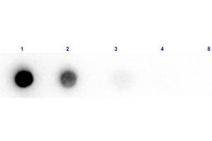 Dot Blot results of Rabbit Anti-Beta Amylase Biotin Conjugated. (Amylase beta Antikörper  (Biotin))