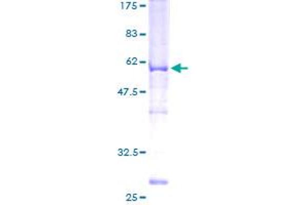 ABHD10 Protein (AA 1-306) (GST tag)