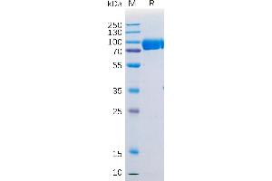 SDS-PAGE (SDS) image for Signal-Regulatory Protein alpha (SIRPA) (AA 31-373) protein (mFc Tag) (ABIN7092698)