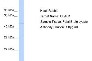 Host: Rabbit Target Name: UBAC1 Sample Tissue: Human Fetal Brain Antibody Dilution: 1ug/ml (UBAC1 Antikörper  (N-Term))