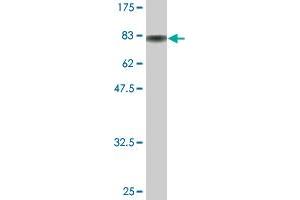 Western Blotting (WB) image for anti-Splicing Factor 3a, Subunit 3, 60kDa (SF3A3) (AA 1-501) antibody (ABIN524351)