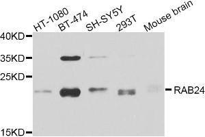 Western blot analysis of extracts of various cell lines, using RAB24 antibody (ABIN5974578) at 1/1000 dilution. (RAB24 Antikörper)
