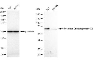 Western blotting analysis using Pyruvate Dehydrogenase E2 antibody (ABIN7798243). (Rekombinanter CYB561 Antikörper)