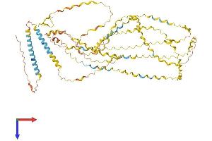 COL25A1 Protein (AA 1-654) (His tag)