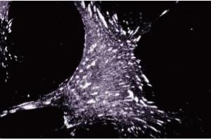 Immunofluorescence (IF) image for anti-Transforming Growth Factor beta 1 Induced Transcript 1 (TGFB1I1) (AA 73-186) antibody (ABIN968401)