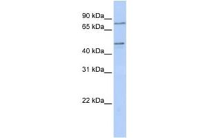 Western Blotting (WB) image for anti-Zinc Finger Protein 491 (ZNF491) antibody (ABIN2458451) (ZNF491 Antikörper)