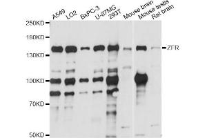 Western blot analysis of extracts of various cell lines, using ZFR antibody (ABIN6291122) at 1:1000 dilution. (ZFR Antikörper)