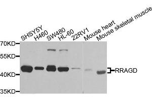 Western blot analysis of extracts of various cell lines, using RRAGD antibody. (RRAGD Antikörper  (AA 181-400))