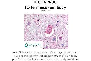 Image no. 1 for anti-G Protein-Coupled Receptor 88 (GPR88) (C-Term) antibody (ABIN1735190) (GPR88 Antikörper  (C-Term))