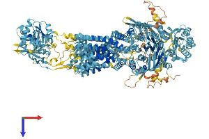 ABCA5 Protein (AA 1-1642) (His tag)