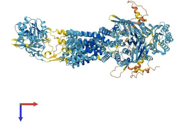 ABCA5 Protein (AA 1-1642) (His tag)