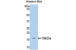 Western Blotting (WB) image for anti-Lectin, Galactoside-Binding, Soluble, 2 (LGALS2) (AA 1-132) antibody (ABIN1172723) (Galectin 2 Antikörper  (AA 1-132))