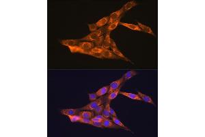 Immunofluorescence (IF) image for anti-Vascular Endothelial Growth Factor B (VEGFB) (AA 100-200) antibody (ABIN3023000)