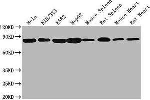 Western Blot Positive WB detected in: Hela whole cell lysate, NIH/3T3 whole cell lysate, K562 whole cell lysate, HepG2 whole cell lysate, Mouse spleen tissue, Rat spleen tissue, Mouse heart tissue, Rat heart tissue All lanes HSPA8 antibody at 1:2000 Secondary Goat polyclonal to mouse IgG at 1/50000 dilution Predicted band size: 70~75 KDa Observed band size: 70~75 KDa Exposure time: 10s (Hsc70 Antikörper  (AA 2-646))