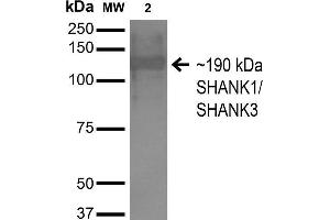 Western Blot analysis of Monkey COS cells transfected with HA-tagged Shank1 showing detection of ~190 kDa SHANK1/SHANK3 protein using Mouse Anti-SHANK1/SHANK3 Monoclonal Antibody, Clone S367-51 . (SHANK3 Antikörper  (AA 538-626) (Atto 594))