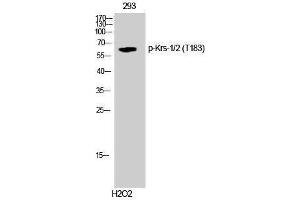 Western Blotting (WB) image for anti-Krs-1/2 (pThr183) antibody (ABIN3173253) (Krs-1/2 (pThr183) Antikörper)
