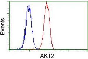 Flow cytometric analysis of Hela cells, using anti-AKT2 antibody (ABIN2452737), (Red) compared to a nonspecific negative control antibody (TA50011) (Blue). (AKT2 Antikörper)