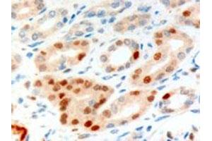 ANLN polyclonal antibody (Cat # PAB6482, 10 ug/mL) staining of paraffin embedded human kidney. (Anillin Antikörper)