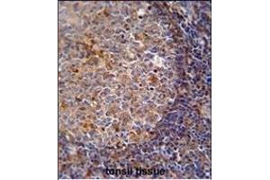 ARHG Antibody (Center) (ABIN651058 and ABIN2840052) immunohistochemistry analysis in formalin fixed and paraffin embedded human tonsil tissue followed by peroxidase conjugation of the secondary antibody and DAB staining. (ARHGAP25 Antikörper  (AA 193-219))