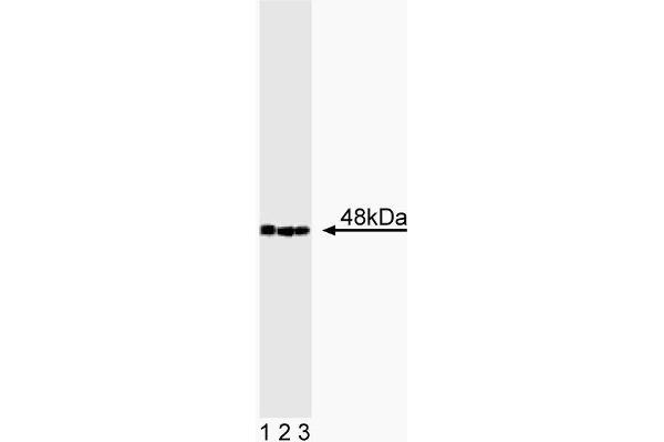 CTBP2 Antikörper  (AA 361-445)