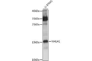 Western blot analysis of extracts of U-87MG cells, using NHLH1 antibody  at 1:1000 dilution. (NHLH1 Antikörper  (AA 1-60))