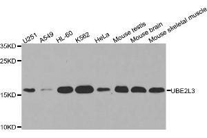 Western blot analysis of extracts of various cell lines, using UBE2L3 antibody. (UBE2L3 Antikörper)